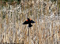 red-winged black bird